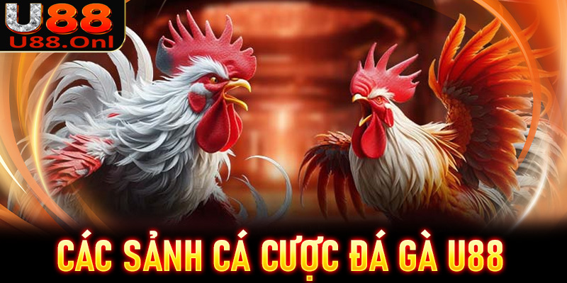 Các sảnh cá cược đá gà U88 được nhiều người chơi nhất